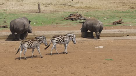 a pair of captive bred zebra’s walking up to a feeding trough in a wildlife enclosure, mpumalanga, south africa