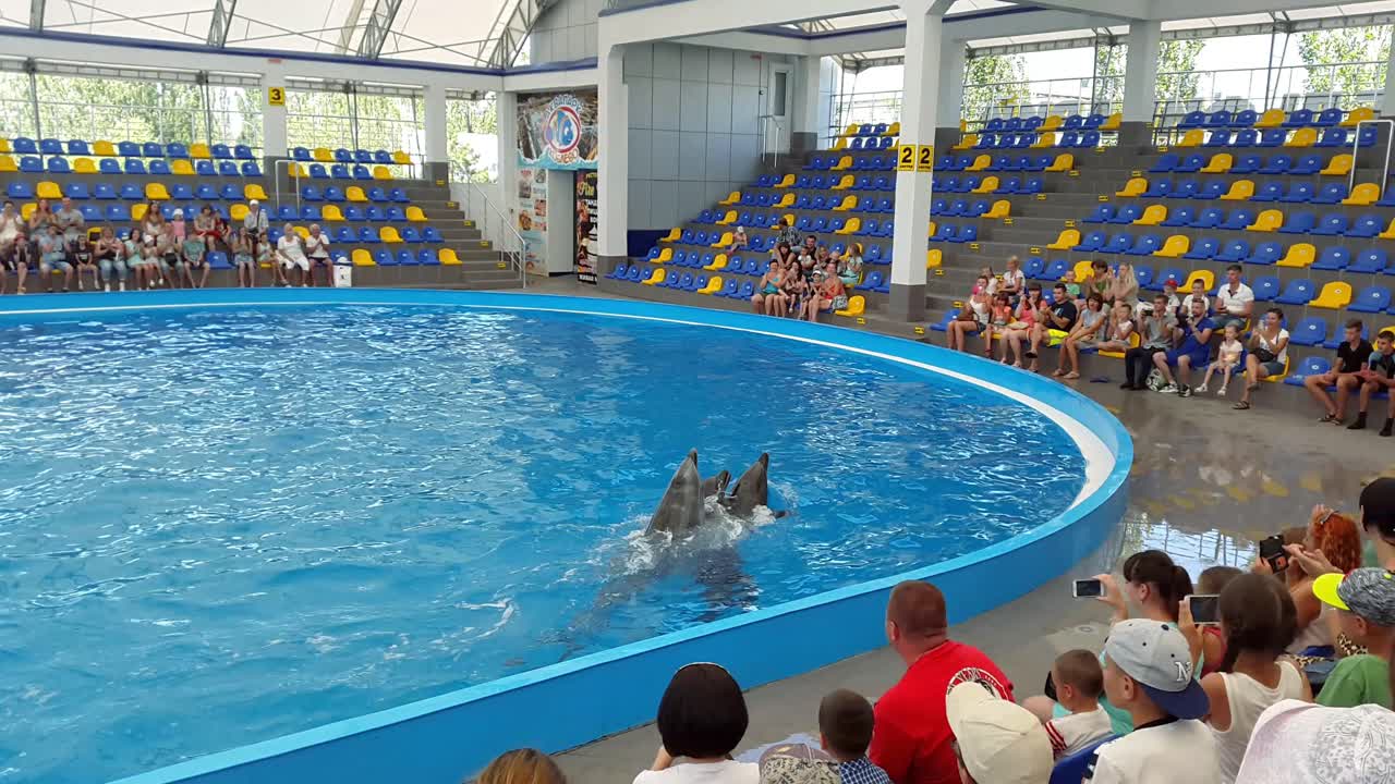 Odessa, Ukraine - August 2017: Cute dolphins during a speech at the dolphinarium. Show of dolphins.