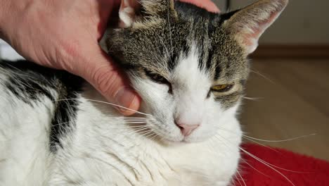 male pamper his cat with hand