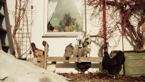 chicken hen and rooster on the wooden perch in the farm