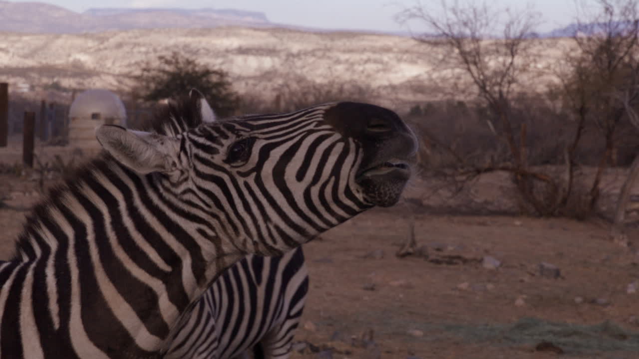 지브라는 야외 동물원 에 비스 을 입 으로 던졌다