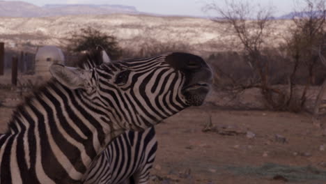 Zebra-Bekommt-Im-Freigehege-Eines-Zoos-Einen-Keks-In-Den-Mund-Geworfen