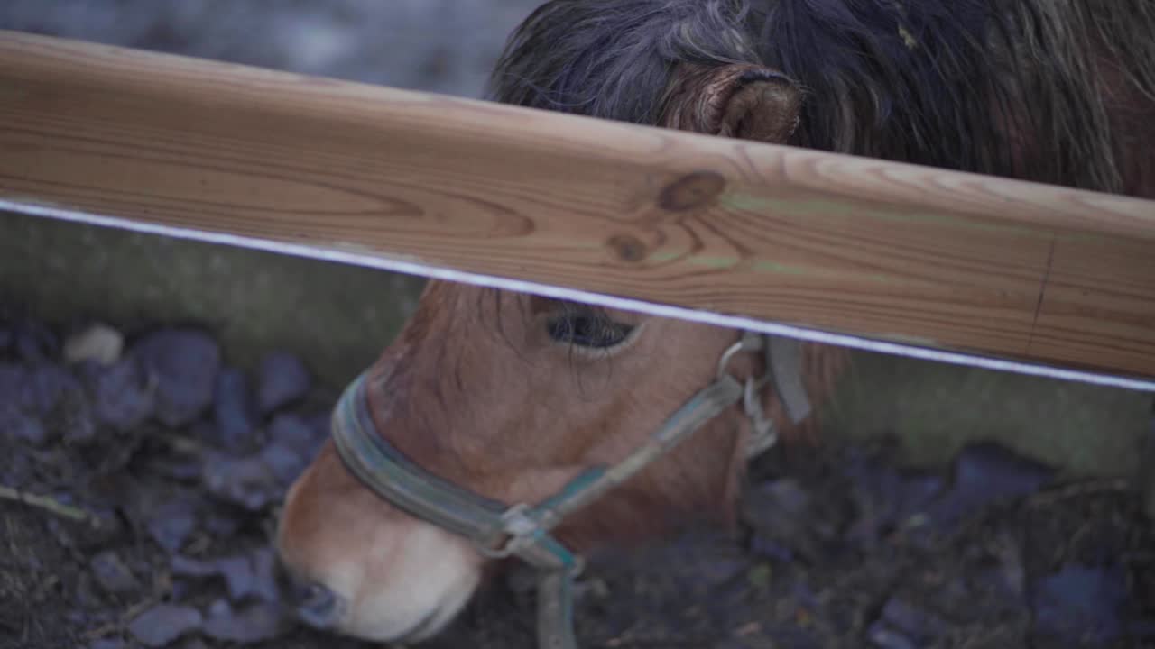 Captured horse eating. Close-up head. Nose, eyes, mane, muzzle, of the horse