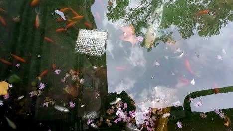 Reflections-Over-Canal-With-Koi-Carp-Goldfishes-Swimming-In-Plaza-de-Espana-In-Seville-Spain