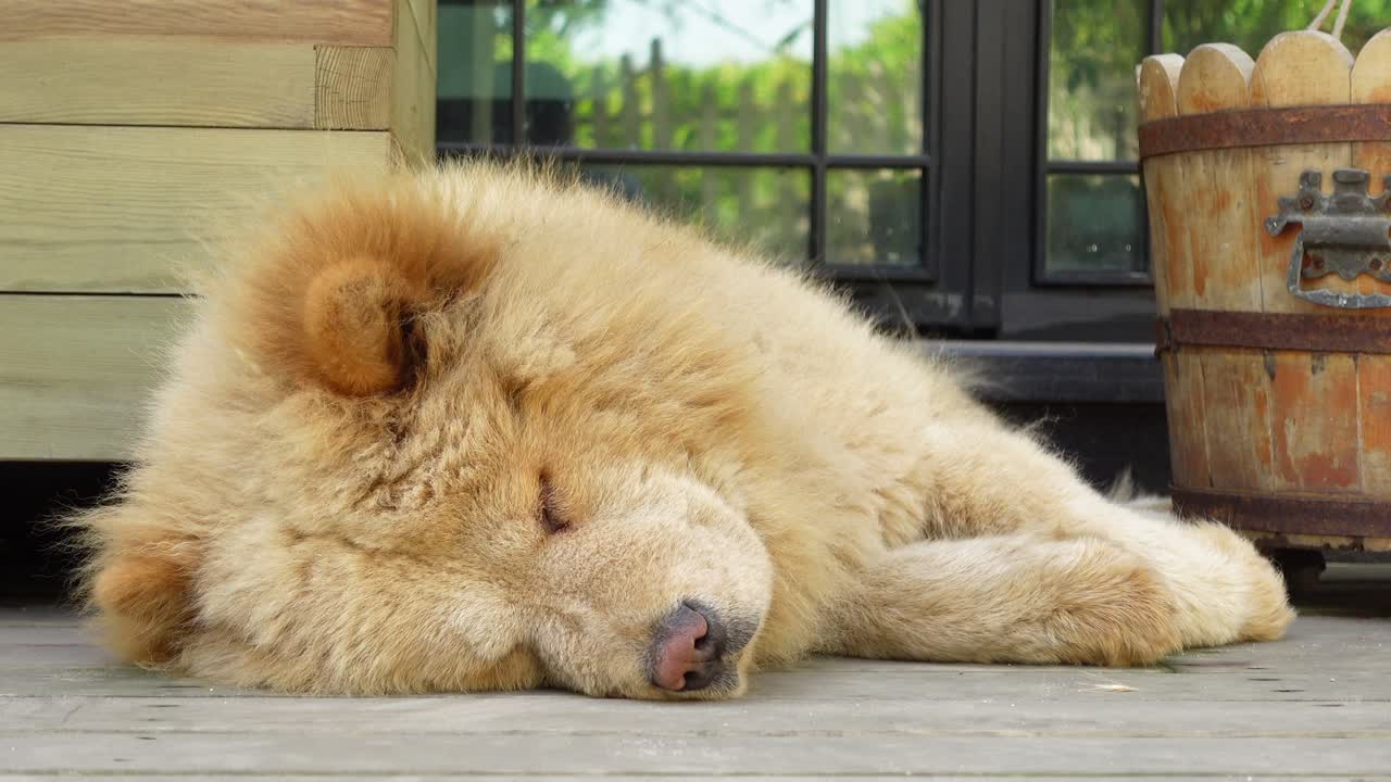 잠자는 차우 차우