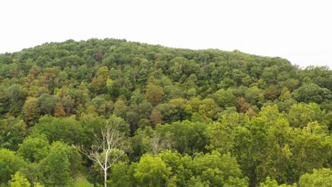 Ozark-woodland-in-south-central-Missouri