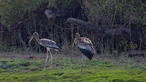 A pair of juvenile painted storks standing and searching food in the grass field in keoladeo bird sanctuary, India