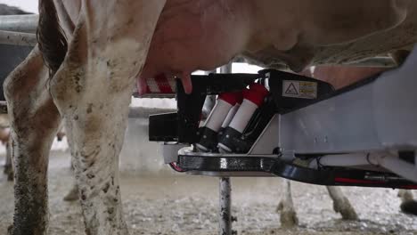 automatic milking system brushes the udders of the dairy cow