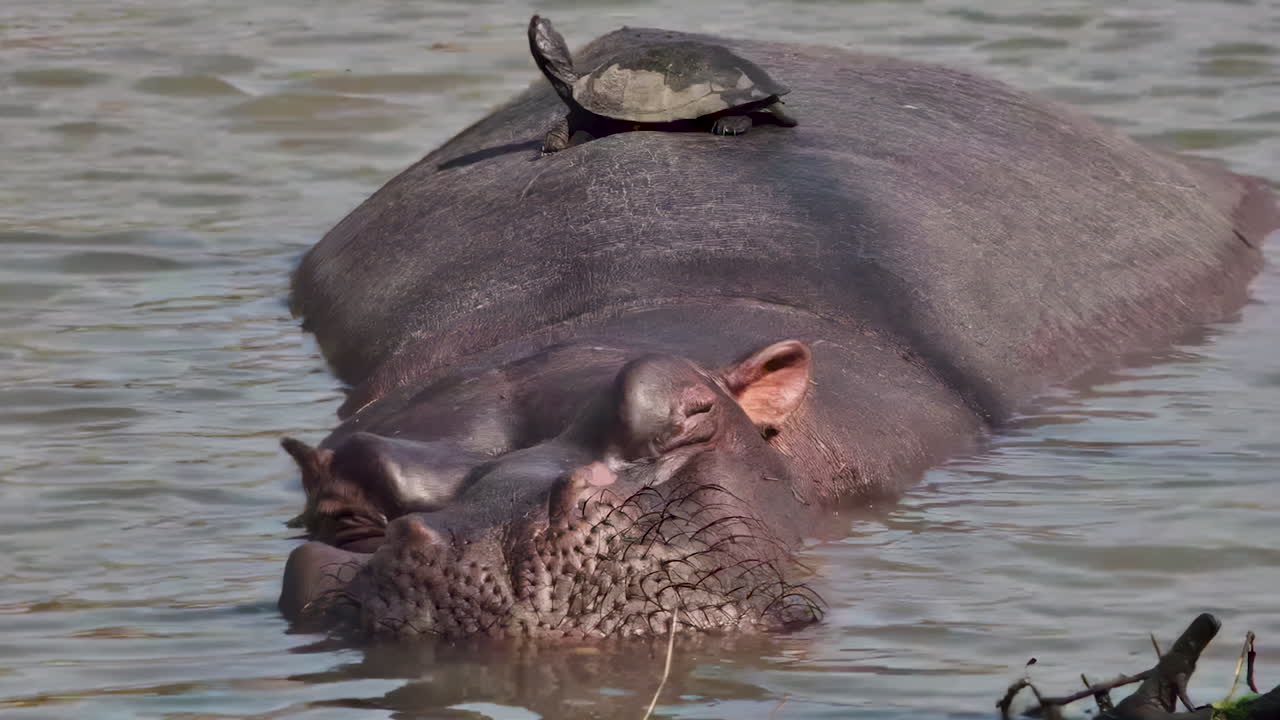A funny terrapin rests on the head of a huge hippopotamus in a muddy pond