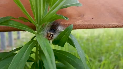 gypsy moth caterpillar crawling on and eating green leaves of a plant