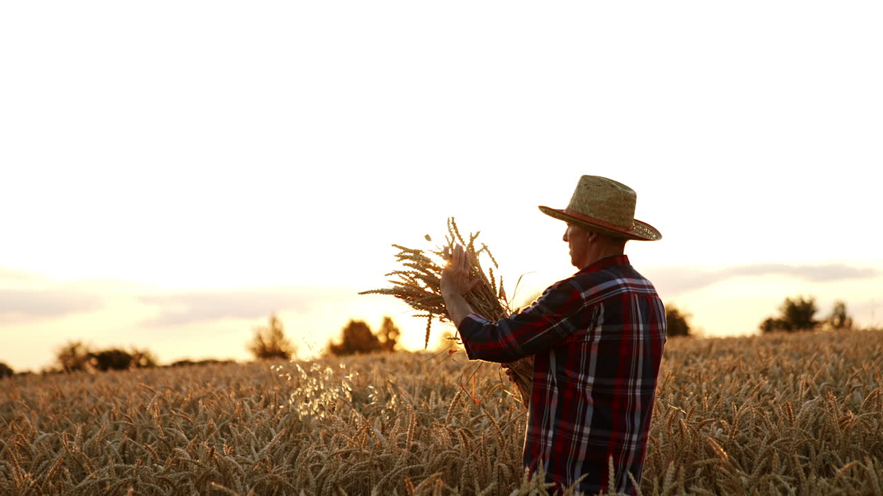 Old farmer in a straw hat holding a bunch of ripe wheat. Setting sun is seen through the spikelets in bouquet. Man caressing the ears of corn in his hands.
