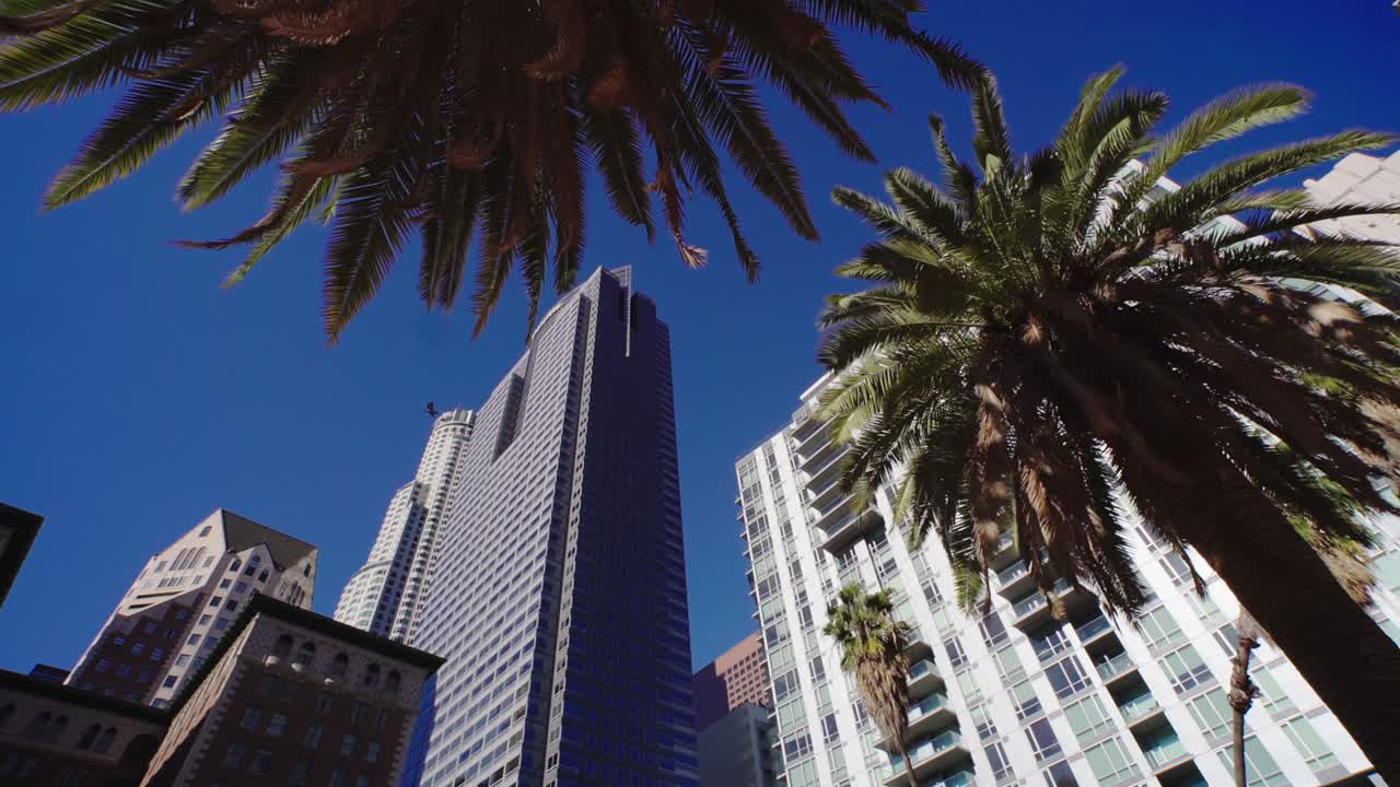 Palme accanto a grattacieli nel centro città. Uffici, hotel, appartamenti di Los Angeles. Edificio commerciale a più piani