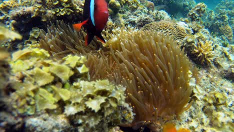 two clownfish swim around their home in an atoll