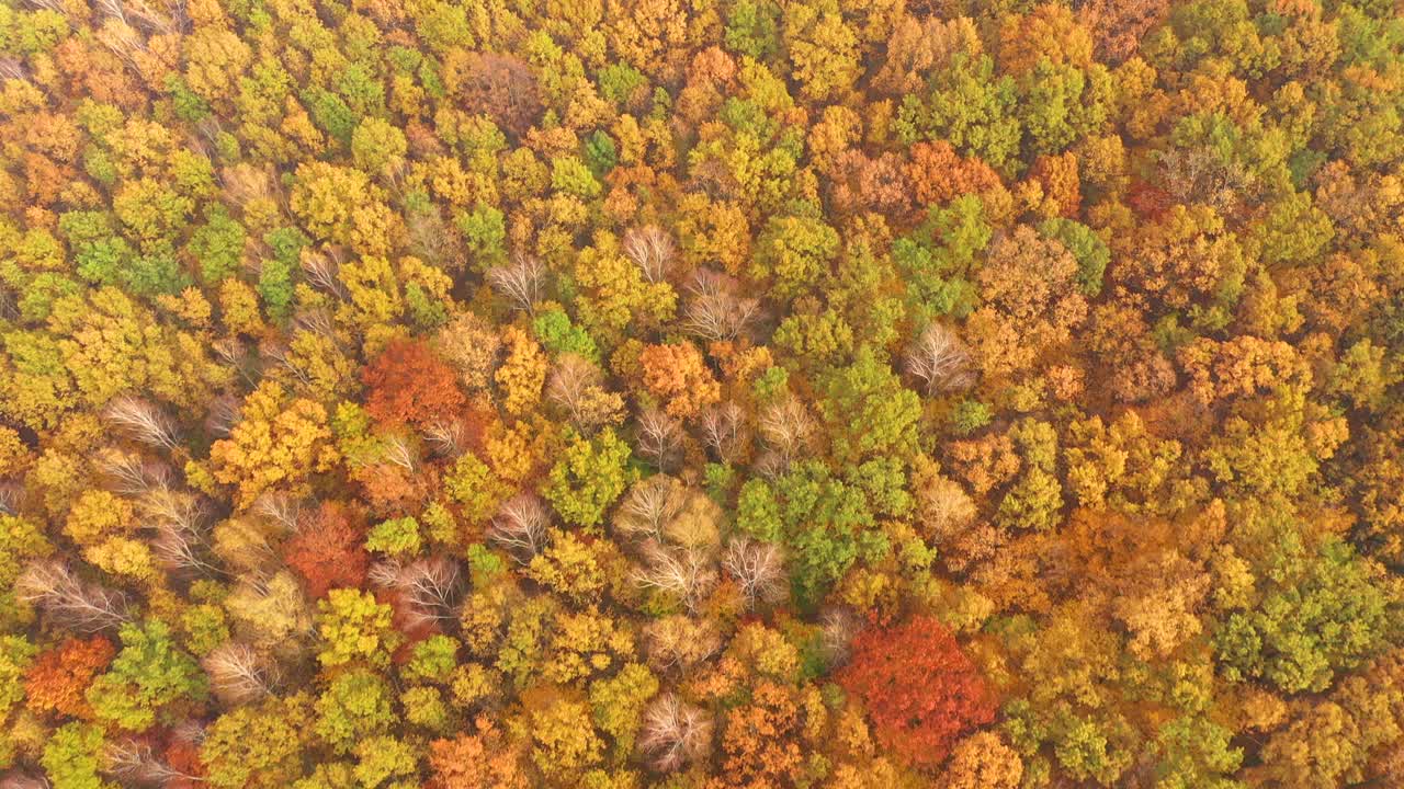 vista aérea de arriba hacia abajo del bosque de otoño con árboles verdes y amarillos