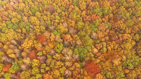 vista aérea de arriba hacia abajo del bosque de otoño con árboles verdes y amarillos