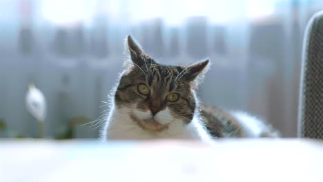 cat looking at camera in 4k slow motion