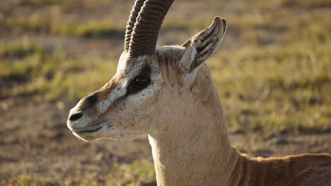 A Grant’s gazelle captured in a close-up shot, standing gracefully on the African savanna. The antelope showcases its markings and expression