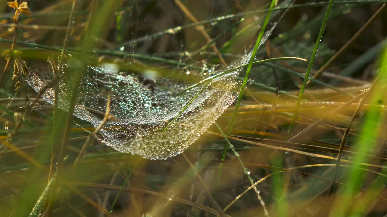 telaraña atrapada cubierta de rocío matutino, colocada en un prado entre tallos, día brumoso en un prado de otoño, tiro cerrado moviéndose lentamente en el viento