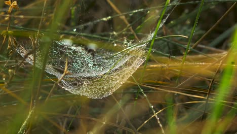 trapping spider web covered with morning dew, placed in meadow between stalks, misty day on an autumn meadow, closeup shot moving slowly in the wind