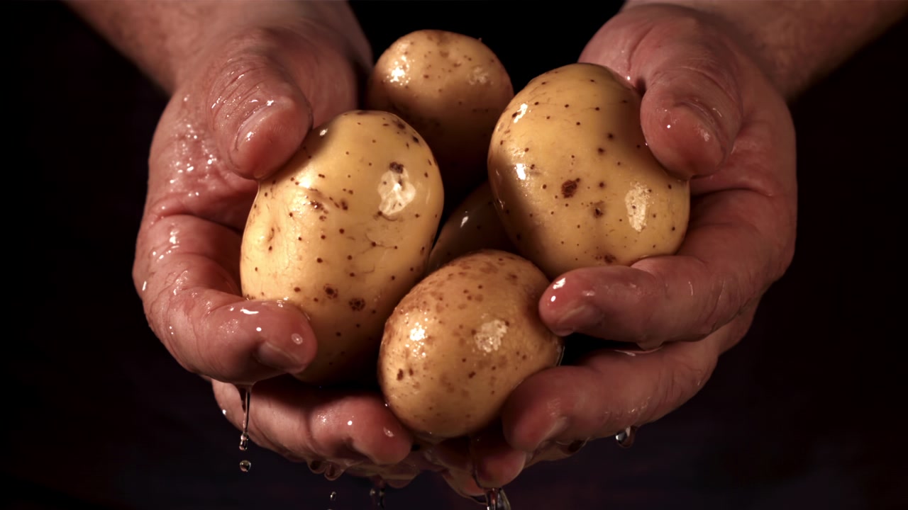 Primo piano di mani che tengono patate fresche con acqua che gocciola