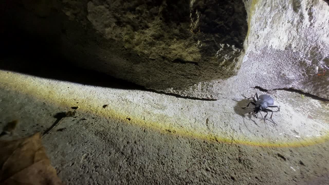 el escarabajo carabus coriaceus por la noche. estonia.