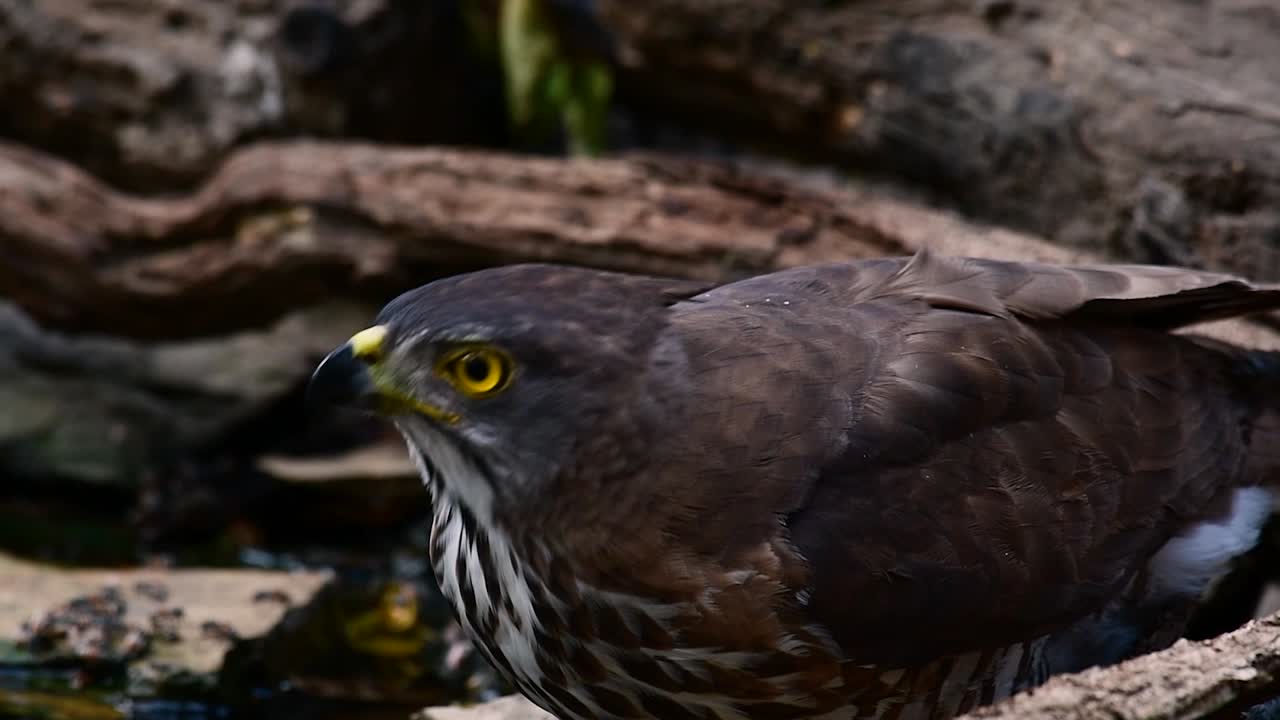 el azor crestado es una de las aves rapaces más comunes en asia y pertenece a la misma familia de águilas, aguiluchos
