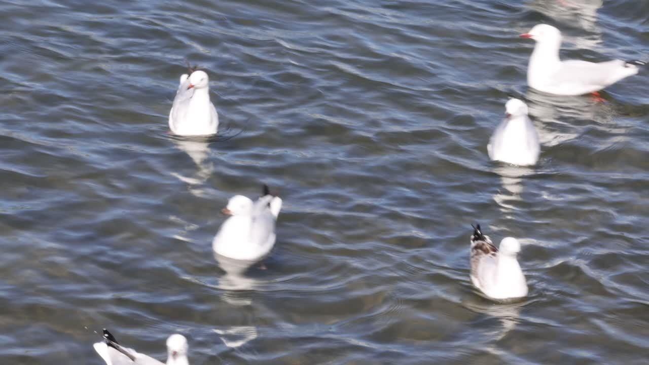 바다표범 이 날고, 착륙 하고, 물 위 에 떠 있다