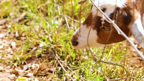 A hand gently strokes a goat's head through a fence on a sunny farm, creating a serene and warm atmosphere
