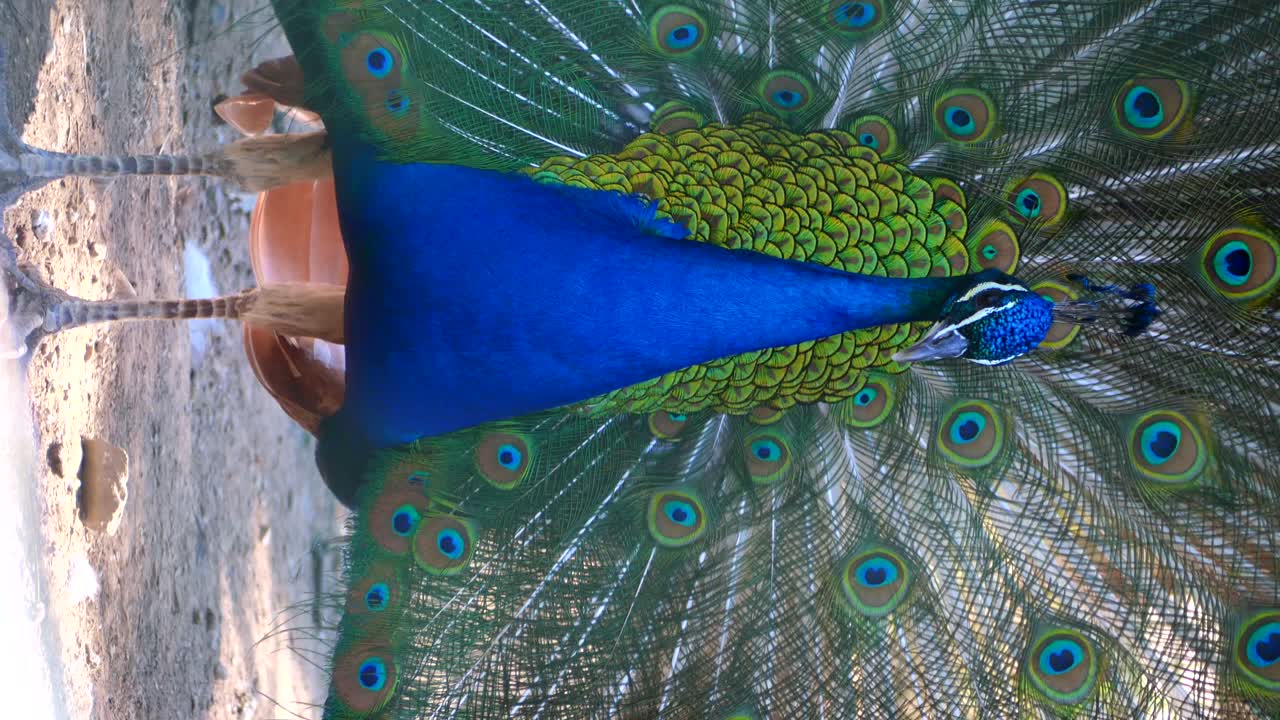 O pavão com penas coloridas