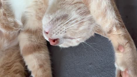 cinnamon colored kitten sleeping with his belly up and in a funny position