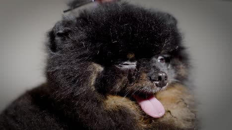el cachorro está sentado en el salón de aseo durante el recorte con tijeras, primer plano de su hocico gracioso, las manos del aseador están trabajando