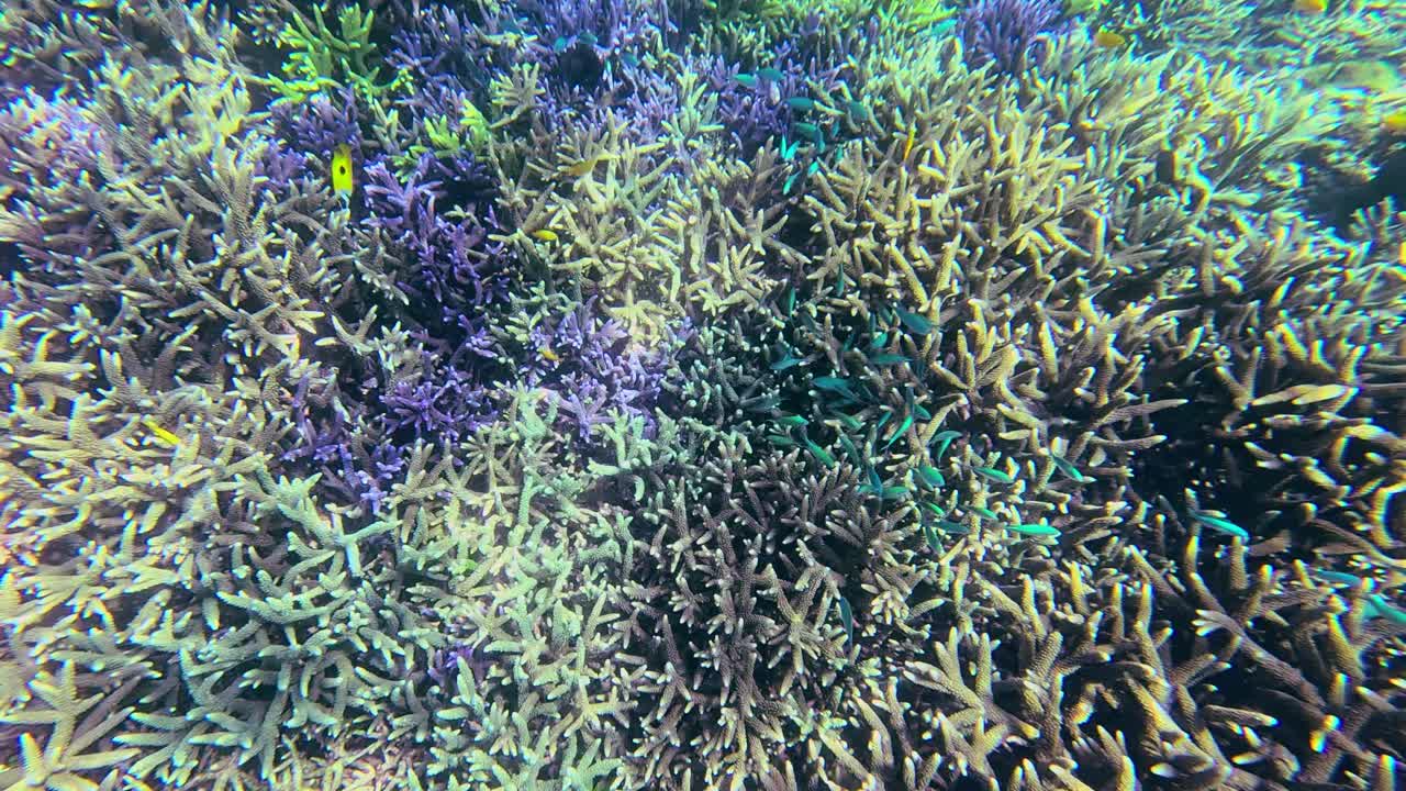 Una vivida scena sottomarina che mostra un banco di cromidi blu-verdi (chromis viridis) che cercano cibo tra Acropora subulata viola e Acropora "Green Slimer", un fiorente ecosistema marino. Dauin, Filippine.