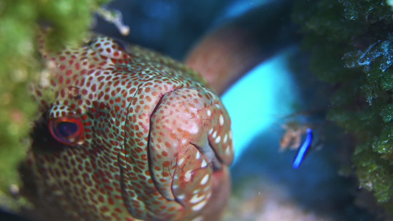 un hermoso mero gris permanece tranquilo y paciente mientras es limpiado por un pez limpiador