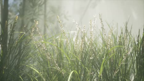 Grass-flower-field-with-soft-sunlight-for-background.