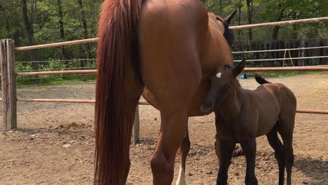 mare horse nurses foal in ranch corral