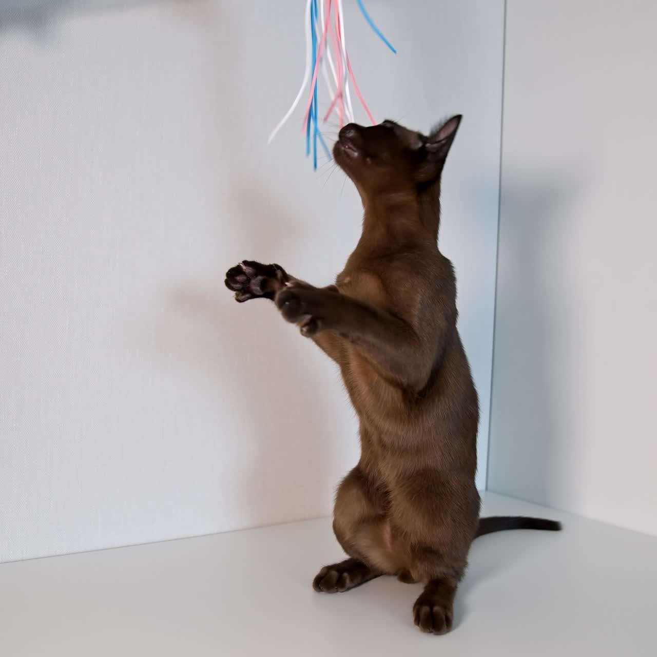 Adorabile animale domestico al chiuso. Gattino di razza che gioca con nastri colorati. Incredibile gatto burmese marrone che gioca in casa.