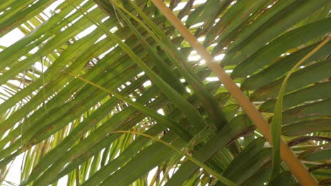 hojas de cocotero de palma con soles en verano