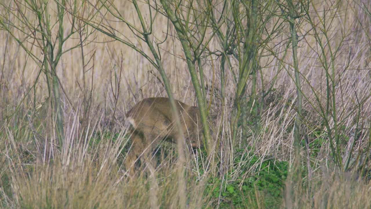 Roe deer partially obscured by grass and branches in natural woodland habitat in the United Kingdom