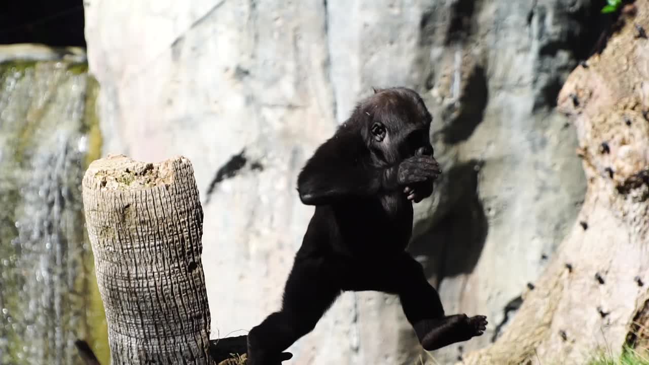 imágenes asombrosas de un gorila bebé jugando en un zoológico