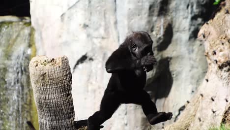 Imágenes-Asombrosas-De-Un-Gorila-Bebé-Jugando-En-Un-Zoológico