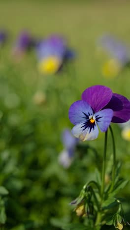 close-up video of vibrant purple and yellow pansies in a field, captured at eye level