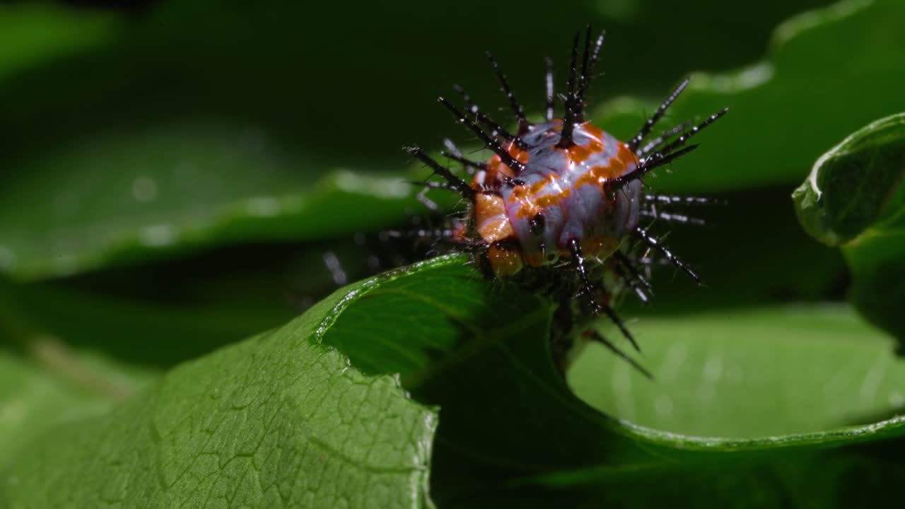 Close-up of a Spiky Caterpillar on a Leaf