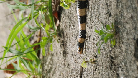 Venomous-Sea-Krait-slithers-along-beach-of-New-Caledonia