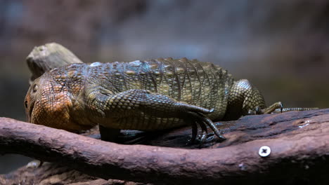 Caiman-Lizard-entering-the-water