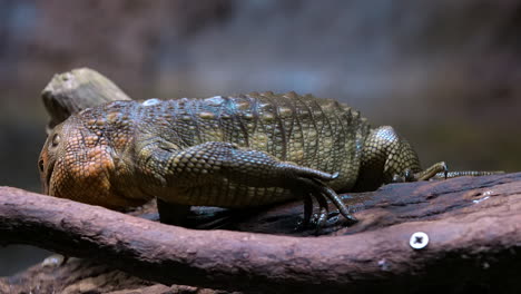 lagarto caimán entrando al agua