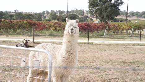 llama blanca peluda de pie detrás de la cerca de la granja