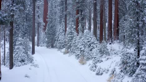 aerial 4k footage of sequoia national park covered in snow 7