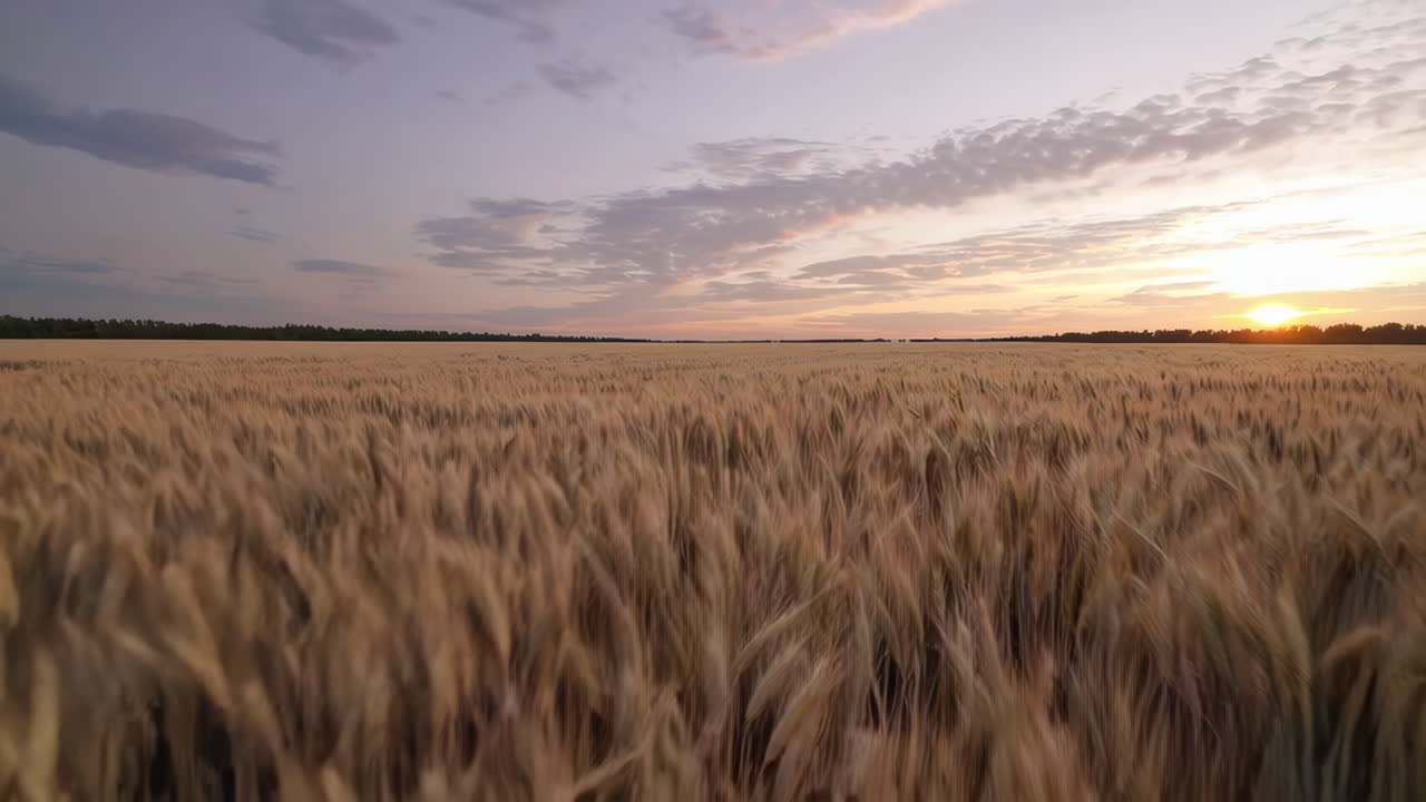 Закат над пшеничным полем