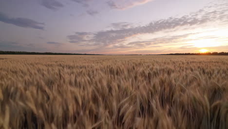 zonsondergang over een tarweveld