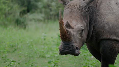 close-up of a white rhinoceros